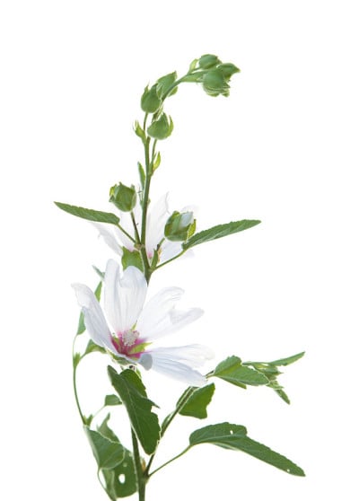Lavatera