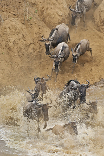 角马过河