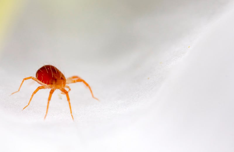 Red mite