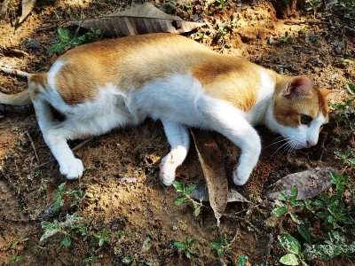 一只猫在地上玩耍