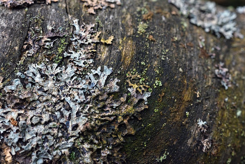 Moss and lichen