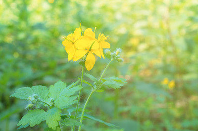 黄色白屈菜花