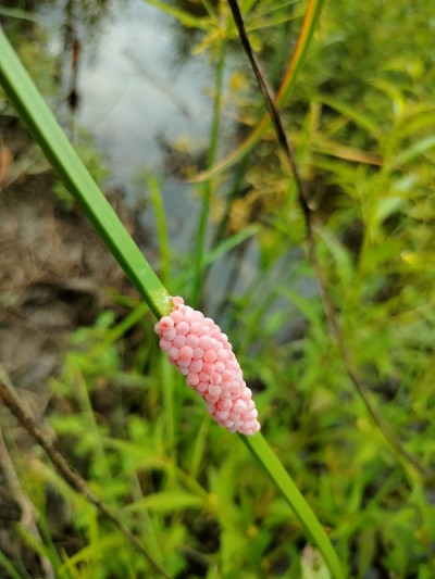 金苹果蜗牛蛋