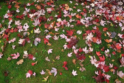 Autumn-colored枫叶