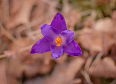 番红花属