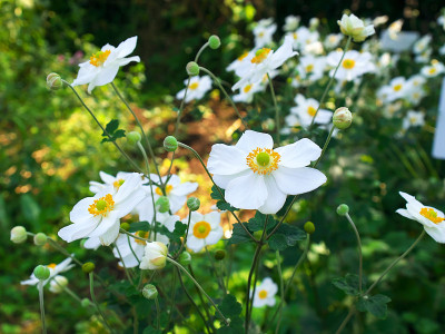 花