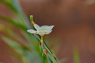 美丽的海鳗花(饮食双色)