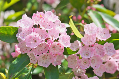 Kalmia