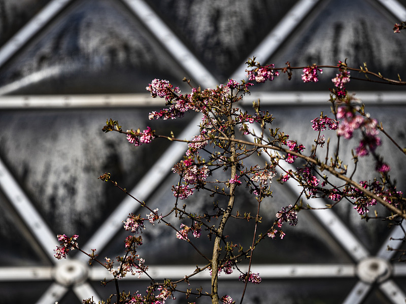 水仙花，金铃花，樱桃梅，开普梅，加州玫瑰湾，红花洋流，连翘和四环花玫瑰