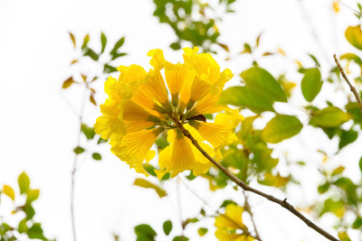盛开的瓜亚坎或手花菊花或金钟树