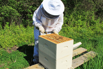 养蜂人拉框架分开与蜂巢工具