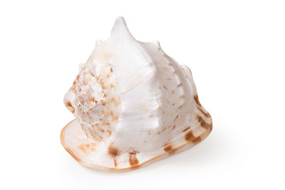 Big ocean, sea shell isolated.