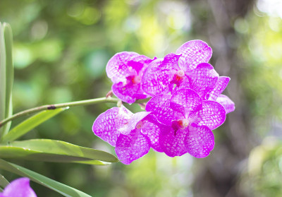 粉色兰花的花