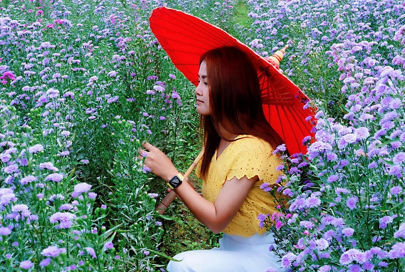 旅游亚洲的成年女子坐在玛格丽特的花田里，在大自然中放松。穿黄色的衬衫。时尚的著名目的地在冬天在清迈，