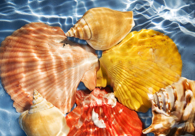 海洋生物
