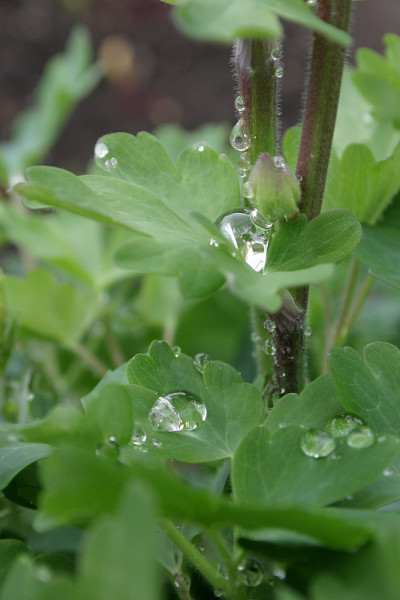 滴雨