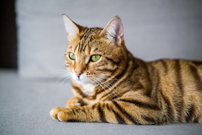 一只孟加拉猫在沙发上睡觉
