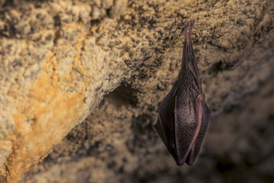 近距离观察正在睡觉的小马蹄蝠(Rhinolophus hipposideros)倒挂在洞穴顶部