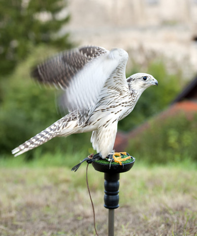 猎鹰(Falco cherrug)即将起飞