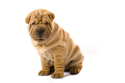 Sharpei狗