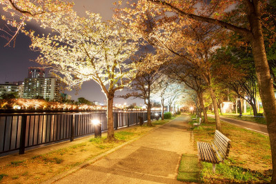 漂亮的樱花背景