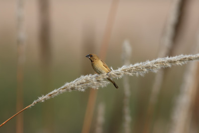 Scaly-breasted munia