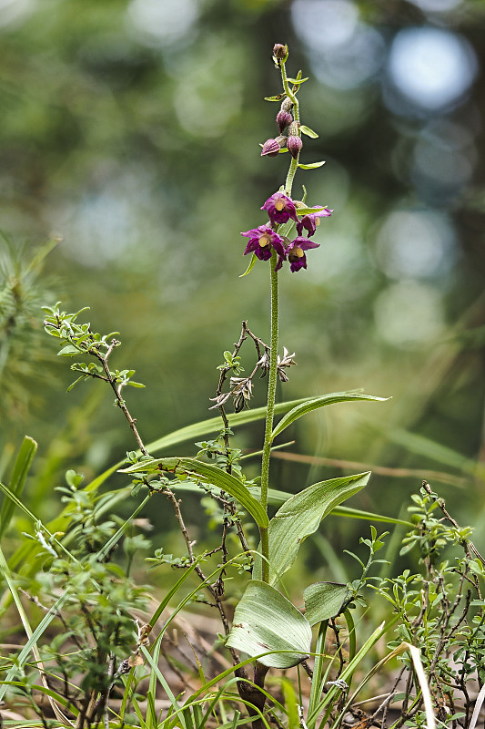 epiipactis atrorubens，暗红色嚏根草或皇家嚏根草，是兰科的一种草本植物。