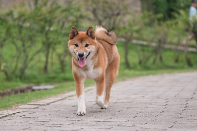 可爱的小柴犬