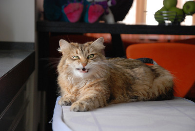 猫