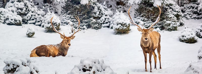 两只雄性马鹿(Cervus elaphus)在冬季雪后的山地森林里旗帜