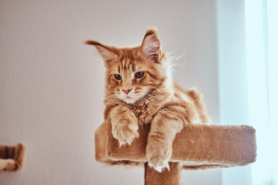 可爱的姜缅因小猫正躺在靠近窗户的特别的猫的家具上