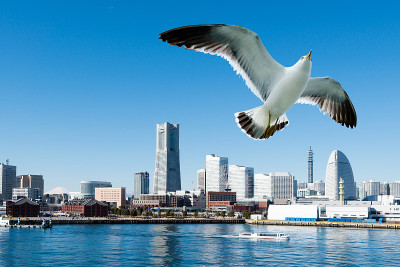 海鸥在横滨市上空飞翔