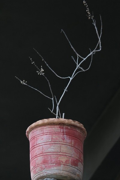 花盆