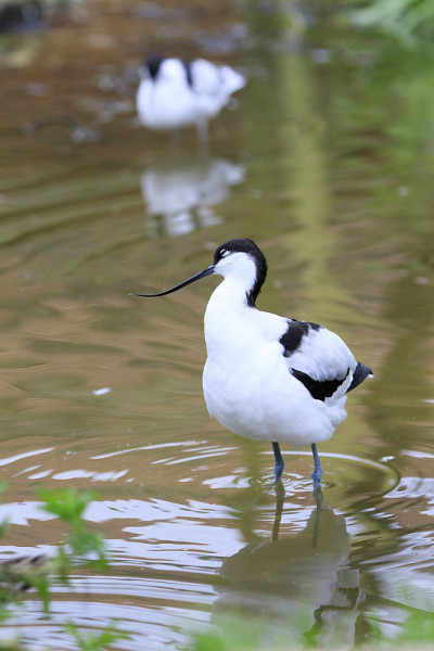 Avocet涉水鸟