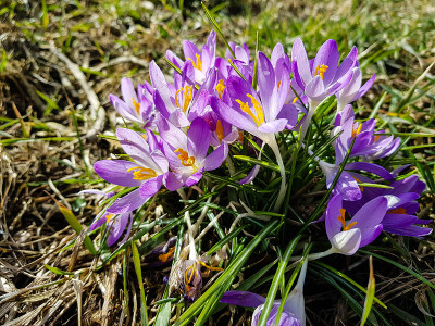 Krokuss