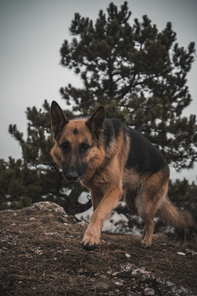 德国牧羊犬