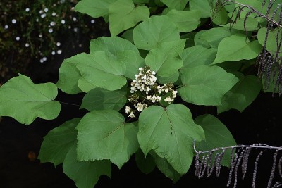 黄色的catalpa (catalpa ovata)花