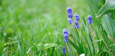 Muscari armeniacum。蓝色的风信子在花园里盛开。美丽的春天的背景