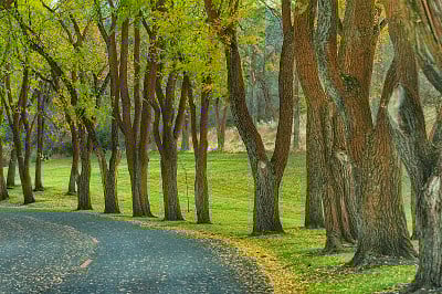 树的路