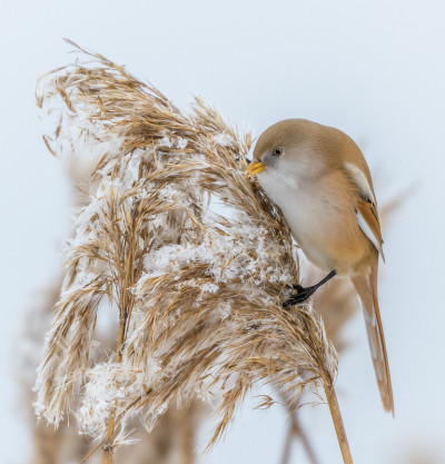大胡子reedling