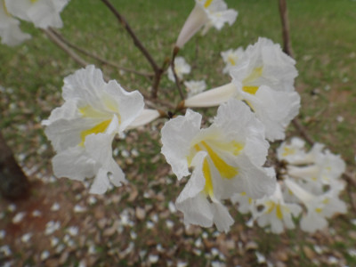 白色ipe花