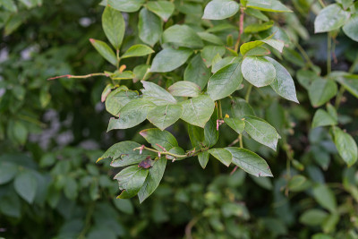 叶从蓝莓植物越橘corymbosum来自北美美国