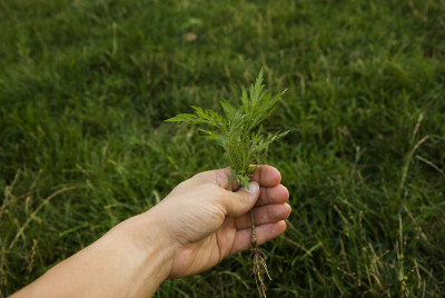 一个人除去杂草，就把草连根拔起。园丁在房子附近清除过敏原