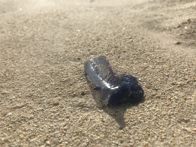 葡萄牙兵马俑