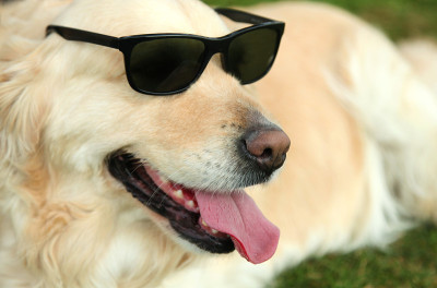 墨镜和金毛猎犬