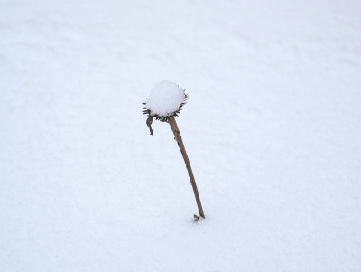紫锥菊茎在冬天被雪覆盖