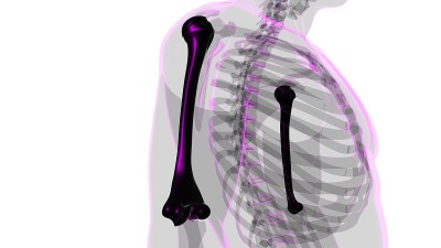 人体骨骼解剖肱骨3D渲染