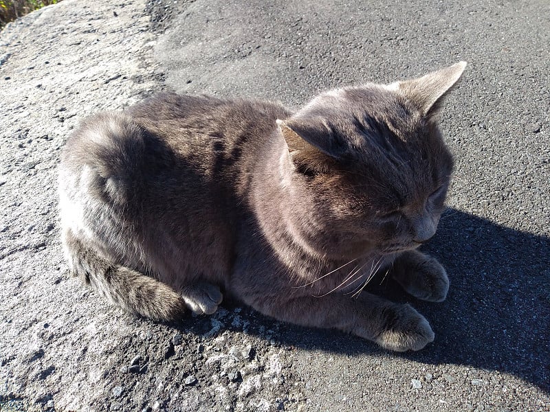 日本宫城县田代岛街上的猫