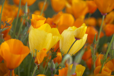 Lake Elsinore Poppy Reserve - The Stars of The Sho