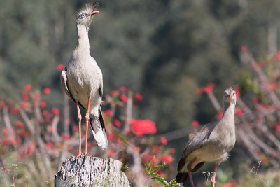 Red-legged Seriema